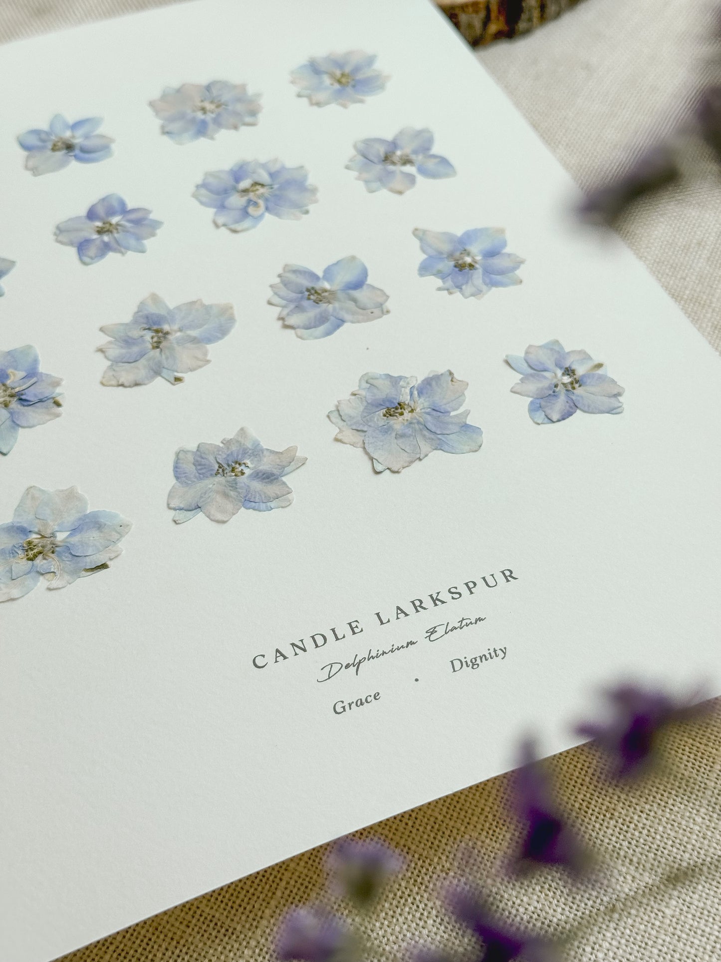 Love Language of Flowers: Larkspur (Grace & Dignity)