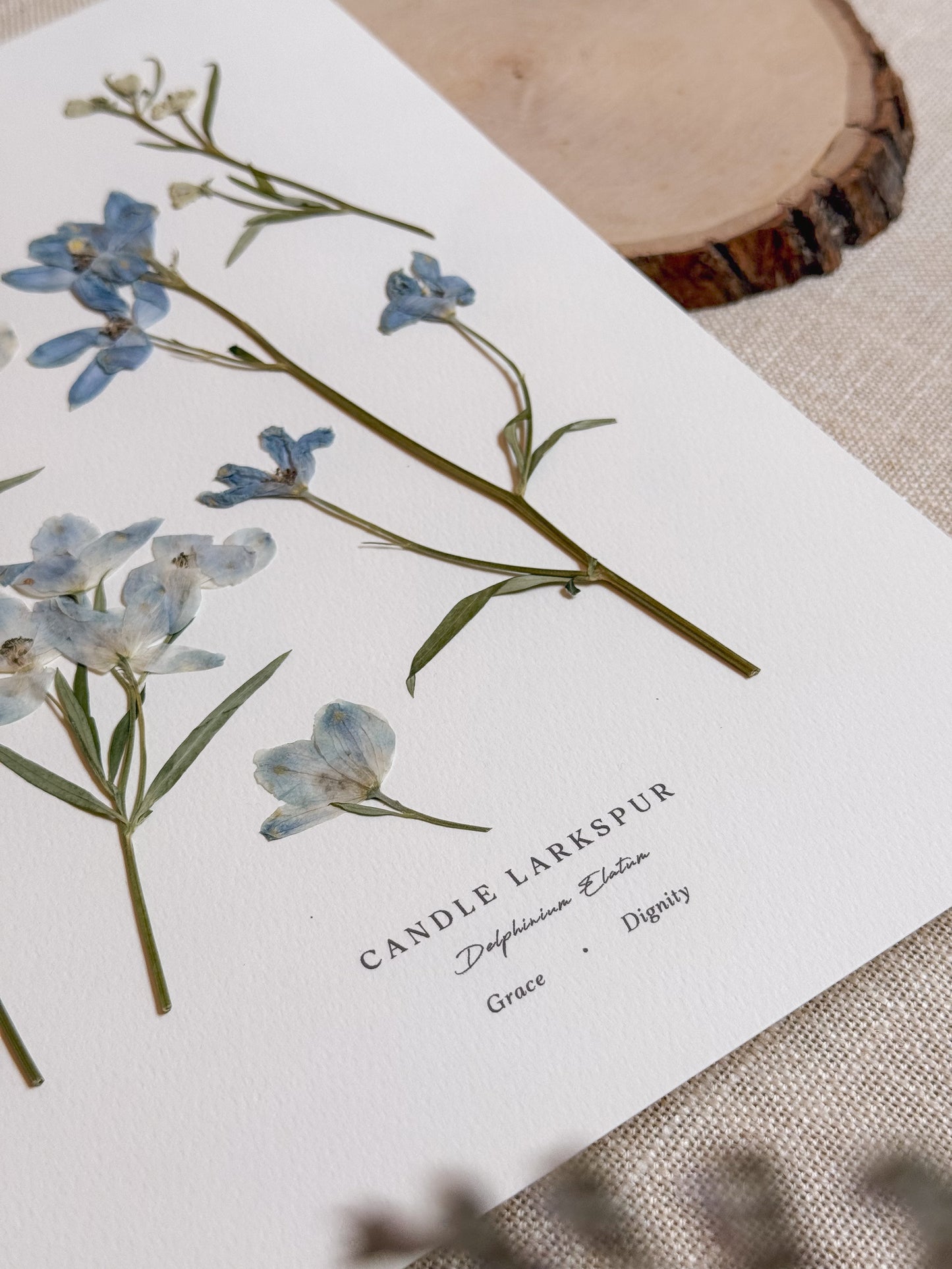 Love Language of Flowers: Larkspur (Grace & Dignity)