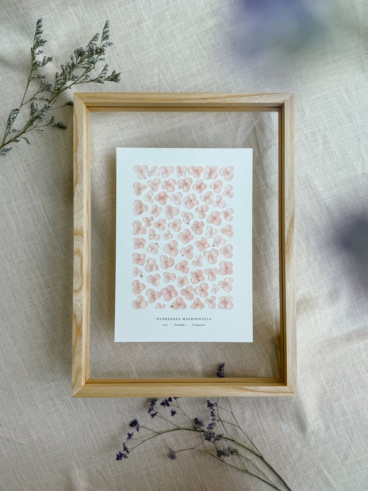Love Language of Flowers: Hydrangea (Love, Gratitude, Compassion) A3 Frame
