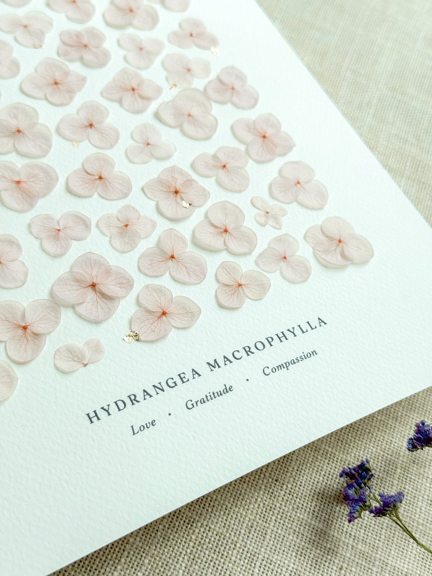 Love Language of Flowers: Hydrangea (Love, Gratitude, Compassion)