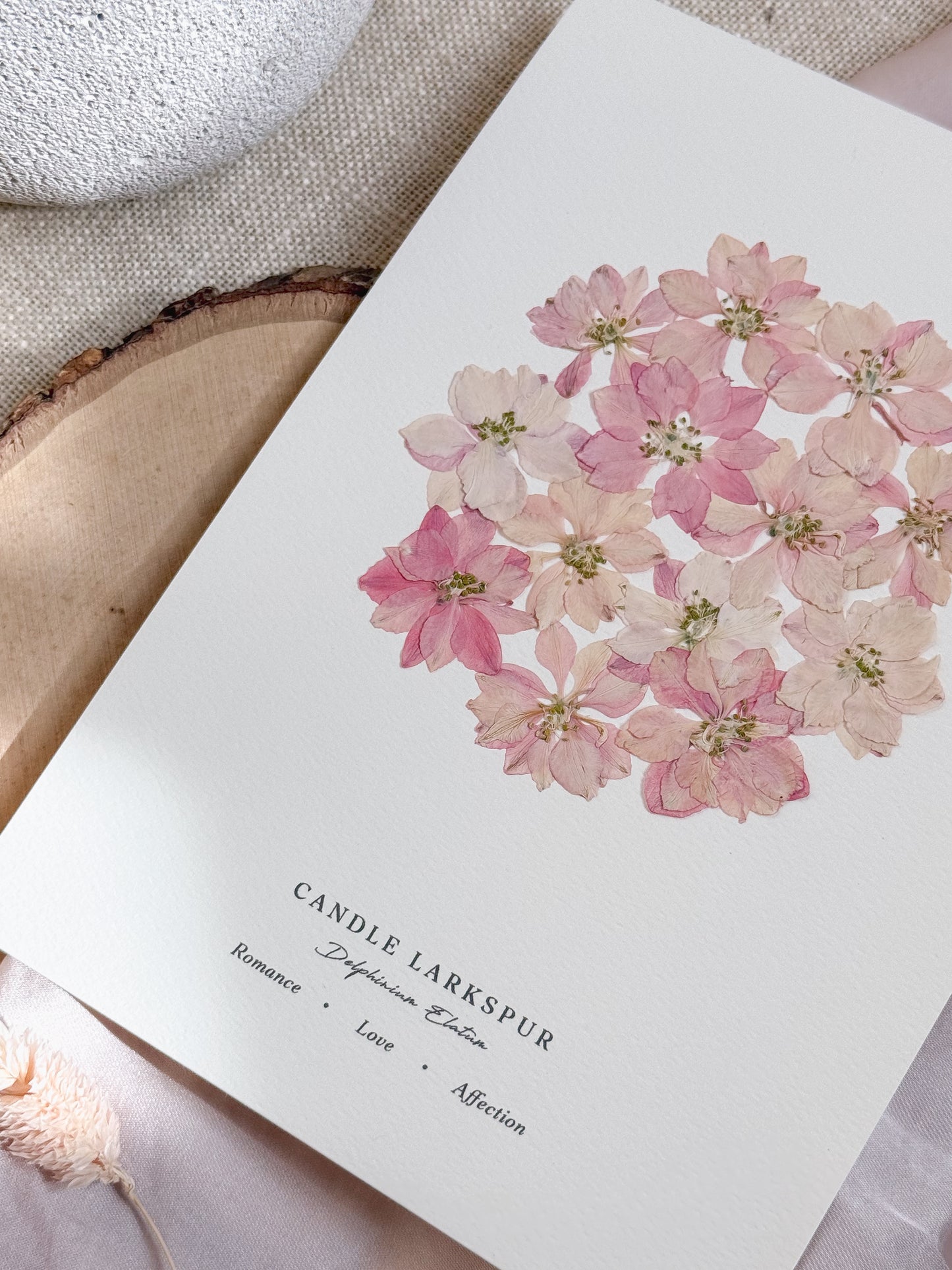 Love Language of Flowers: Pink Larkspur (Romance, Love & Affection)